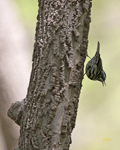 Black and White Warbler 2657